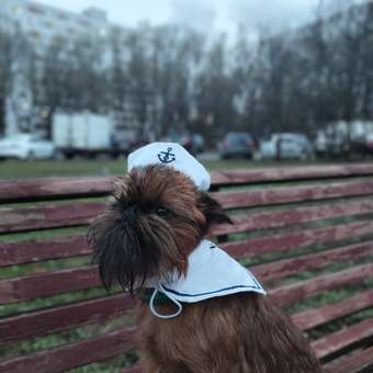 Костюм Зоозавр Морячок: отзыв пользователя. Зоомагазин Зоозавр