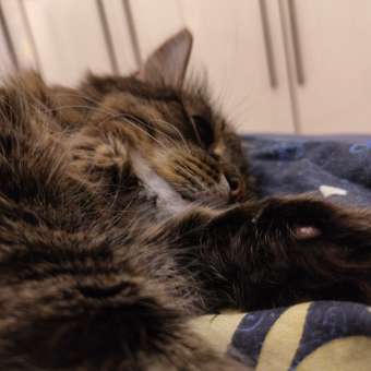 Корм для кошек Roybis 1.5кг с уткой для профилактики МКБ: отзыв пользователя. Зоомагазин Зоозавр