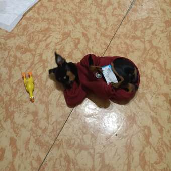 Толстовка для собак PIFPAF DOG: отзыв пользователя. Зоомагазин Зоозавр