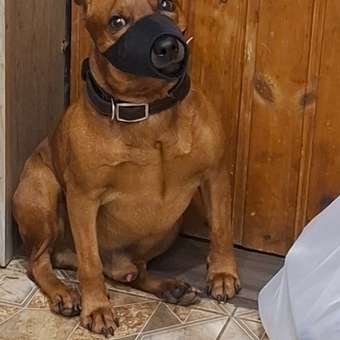 Намордник для собак Gamma №M 11562003: отзыв пользователя. Зоомагазин Зоозавр