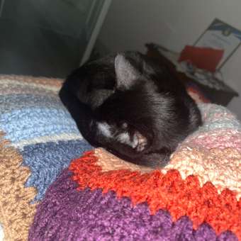 Корм для котят Royal Canin 85г Maine Coon Kitten соус для котят мейн кун пауч: отзыв пользователя. Зоомагазин Зоозавр