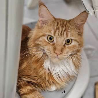 Корм для котят Royal Canin 400г Maine Coon породы мейн-кун: отзыв пользователя. Зоомагазин Зоозавр