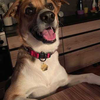 Гель зубной гель для кошек и собак Cliny 75мл 53260: отзыв пользователя. Зоомагазин Зоозавр