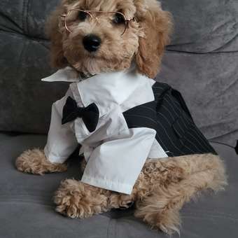 Костюм для собак Зоозавр белый 35: отзыв пользователя. Зоомагазин Зоозавр