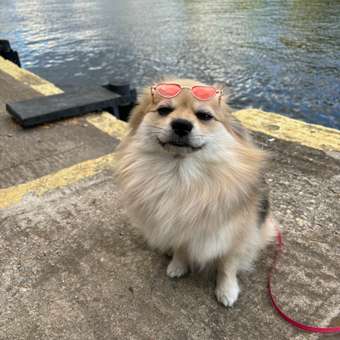 Очки для собак Зоозавр: отзыв пользователя. Зоомагазин Зоозавр