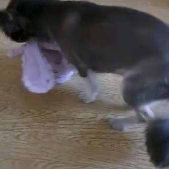 Игрушка для собак AROMADOG Собачка с хвостом Сиреневая: отзыв пользователя. Зоомагазин Зоозавр