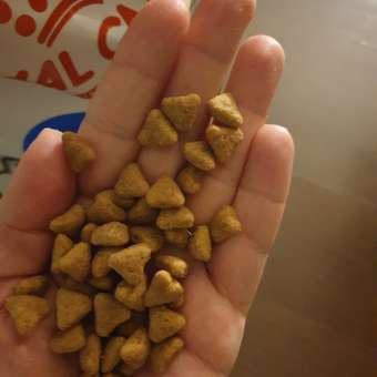 Корм сухой для кошек ROYAL CANIN Indoor 27 2кг живущих в помещении: отзыв пользователя. Зоомагазин Зоозавр