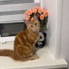 Фото отзыва 10332947