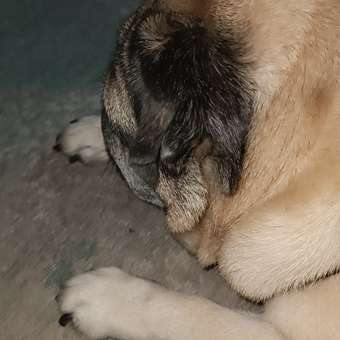 Корм для собак Royal Canin 1.5кг полнорационный для взрослых собак мелких пород для снижения веса: отзыв пользователя. Зоомагазин Зоозавр