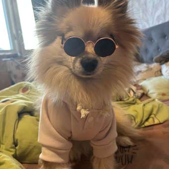 Худи для собак и кошек Зоозавр: отзыв пользователя. Зоомагазин Зоозавр