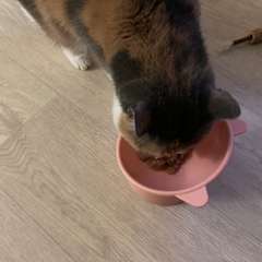 Фото отзыва 11030132