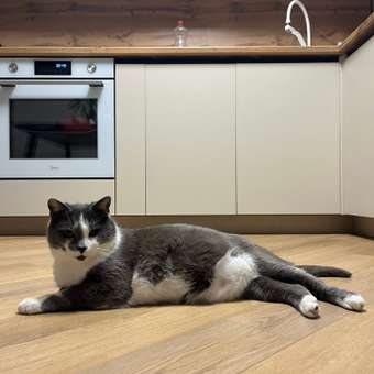 Корм для кошек ROYAL CANIN 350г Gastrointestinal Fibre Response: отзыв пользователя. Зоомагазин Зоозавр