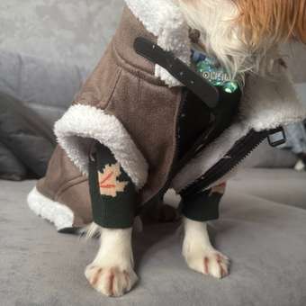 Куртка для собак и кошек Зоозавр: отзыв пользователя. Зоомагазин Зоозавр