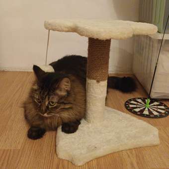 Когтеточка для кошек Barbaks Столбик-сидушка Клевер с игрушкой 30*30*30см: отзыв пользователя. Зоомагазин Зоозавр