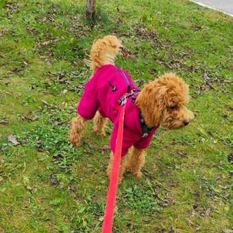 Комбинезон для собак и кошек Зоозавр: отзыв пользователя. Зоомагазин Зоозавр