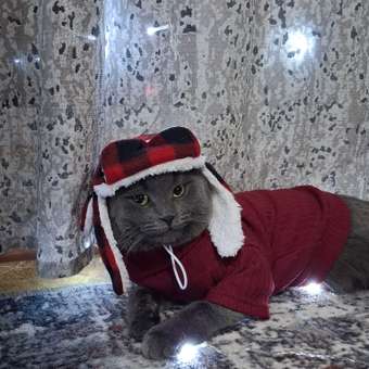 Шапка-ушанка для собак и кошек Зоозавр: отзыв пользователя. Зоомагазин Зоозавр