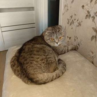 Корм для кошек ROYAL CANIN Neutered Satiety Balance стерилизованных 300г: отзыв пользователя. Зоомагазин Зоозавр