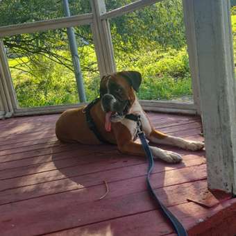 Корм для собак ROYAL CANIN крупных пород 26-44кг 3кг: отзыв пользователя. Зоомагазин Зоозавр