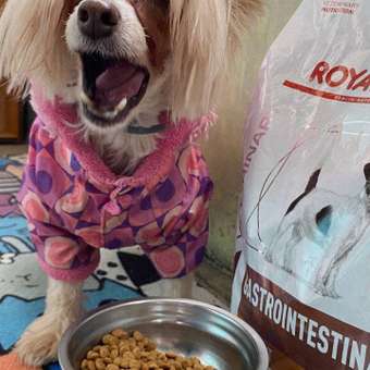 Корм для собак ROYAL CANIN Gastrointestinal low fat мелких пород 3кг: отзыв пользователя. Зоомагазин Зоозавр