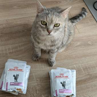 Корм для кошек ROYAL CANIN Renal with beef для поддержания функции почек 85г: отзыв пользователя. Зоомагазин Зоозавр