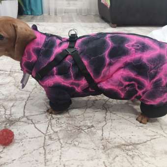 Комбинезон для собак и кошек Зоозавр: отзыв пользователя. Зоомагазин Зоозавр