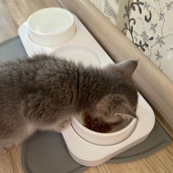 Корм влажный для котят ROYAL CANIN Kitten Instictive 85г желе пауч 77850: отзыв пользователя. Зоомагазин Зоозавр