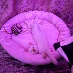 Фото отзыва 11052192