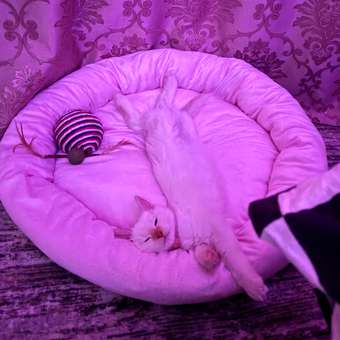 Лежанка для животного с бортиками Barbaks Нежность круглая 60*60*15см: отзыв пользователя. Зоомагазин Зоозавр