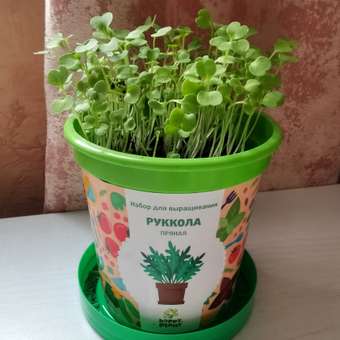 Набор для выращивания Happy Plant: отзыв пользователя Детский Мир