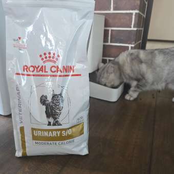 Корм для кошек ROYAL CANIN Veterinary Diet Urinary S/O Moderate Calorie Лечение и профилактика МКБ 1.5кг: отзыв пользователя. Зоомагазин Зоозавр