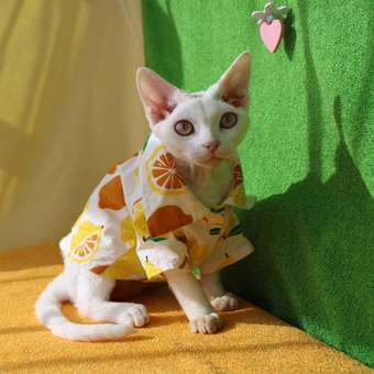 Рубашка для собак и кошек Зоозавр: отзыв пользователя. Зоомагазин Зоозавр