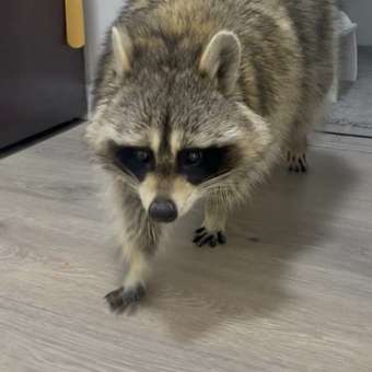 Таблетки от блох и клещей для собак Симпарика Zoetis 20мг №3: отзыв пользователя. Зоомагазин Зоозавр