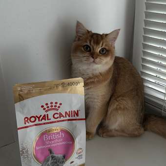 Корм сухой для котят ROYAL CANIN British Shorthair 400г породы британской короткошерстной: отзыв пользователя. Зоомагазин Зоозавр