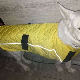 Жилет для собак Zoozavr жёлтый 65: отзыв пользователя. Зоомагазин Зоозавр