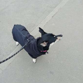 Комбинезон для собак и кошек Зоозавр: отзыв пользователя. Зоомагазин Зоозавр