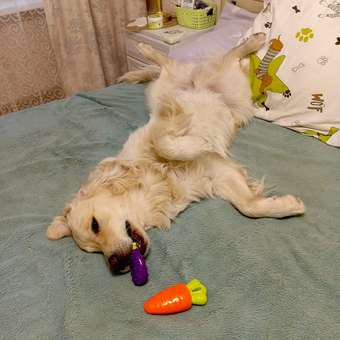 Игрушка для собак Barbaks Морковка пищит TPR 14см: отзыв пользователя. Зоомагазин Зоозавр