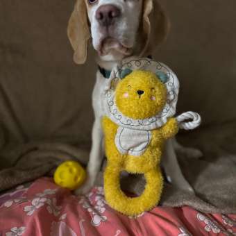 Игрушка для собак Barbaks Лев Митрофан мягкий с пищалкой шуршит 32*24см: отзыв пользователя. Зоомагазин Зоозавр