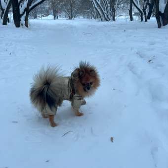 Комбинезон для собак и кошек Зоозавр: отзыв пользователя. Зоомагазин Зоозавр