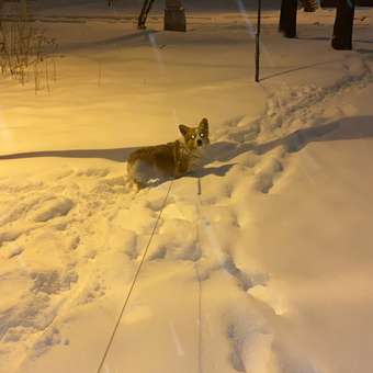 Корм сухой для собак PRO PLAN SENSITIVE DIGESTION 14 кг с ягненком для средних пород: отзыв пользователя. Зоомагазин Зоозавр