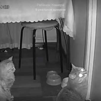 Видеокамера беспроводная IP камера WiFi CASTLELADY для дома и квартиры 1920х1080 камера 360: отзыв пользователя Детский Мир