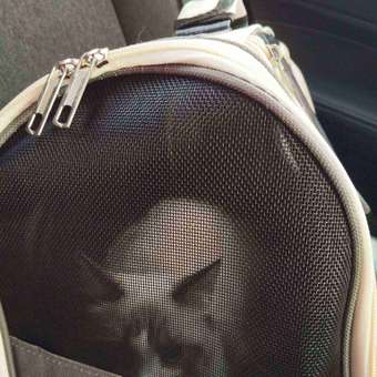 Рюкзак-переноска SuperPets для кошек и собак: отзыв пользователя. Зоомагазин Зоозавр