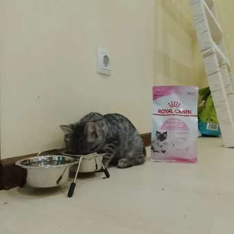 Корм для котят Royal Canin Mother and Babycat 400г: отзыв пользователя. Зоомагазин Зоозавр