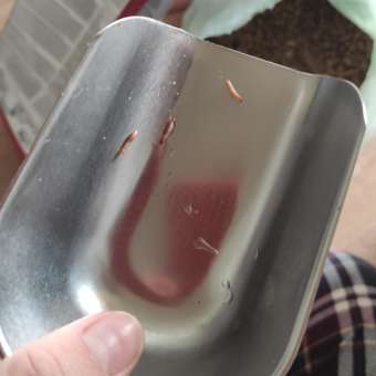 Корм для собак MONGE Monoprotein Mini мелких пород ягненок с рисом и картофелем 2.5кг: отзыв пользователя. Зоомагазин Зоозавр