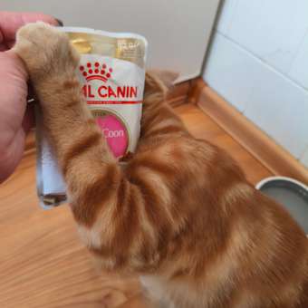 Корм для котят Royal Canin 85г Maine Coon Kitten соус для котят мейн кун пауч: отзыв пользователя. Зоомагазин Зоозавр