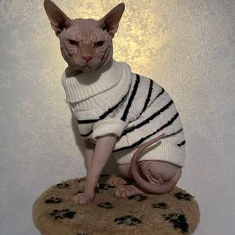 Корм сухой для кошек PRO PLAN 1.5кг с ягненком с чувствительным пищеварением: отзыв пользователя. Зоомагазин Зоозавр