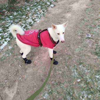 Ботинки для собак Зоозавр 4 шт: отзыв пользователя. Зоомагазин Зоозавр