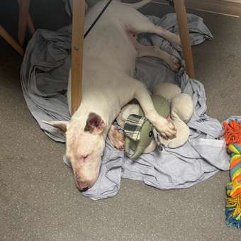 Игрушка для собак Barbaks Жук Геннадий мягкий пищит шуршит 30*18см: отзыв пользователя. Зоомагазин Зоозавр