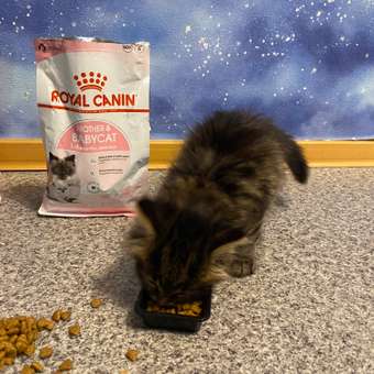 Корм сухой для котят ROYAL CANIN Kitten 1.2кг: отзыв пользователя. Зоомагазин Зоозавр