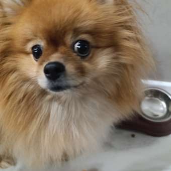 Корм для собак ROYAL CANIN породы померанский шпиц 0.5кг: отзыв пользователя. Зоомагазин Зоозавр