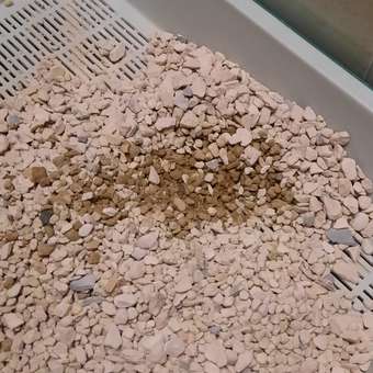 Гигиенический наполнитель Цеосан Для длинношерстных кошек 5 л: отзыв пользователя. Зоомагазин Зоозавр